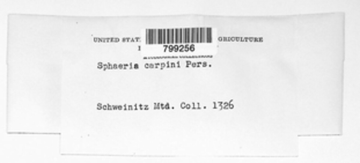 Diaporthe carpini image